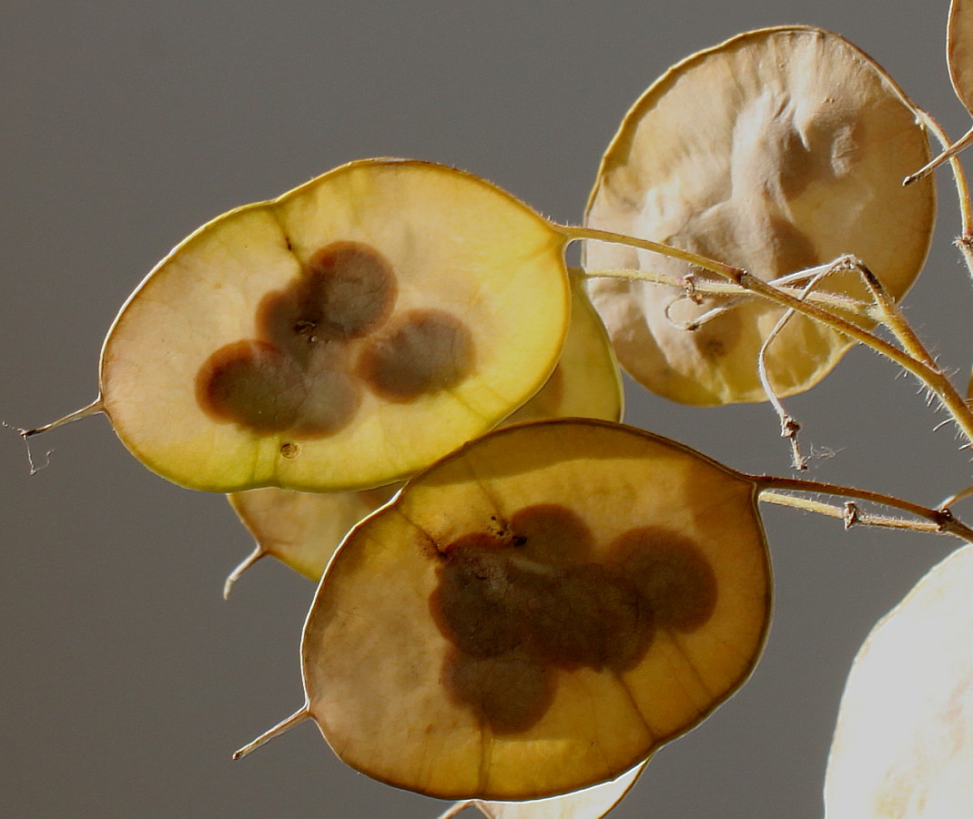 Image of Lunaria annua specimen.