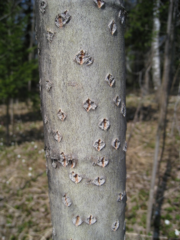 Image of Populus tremula specimen.