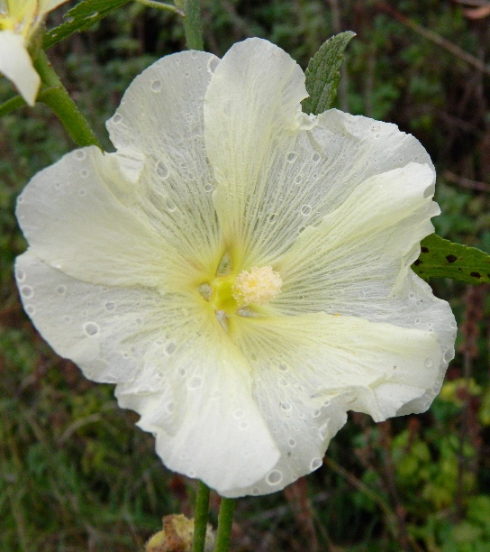 Image of Alcea rosea specimen.