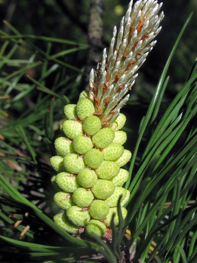 Image of Pinus mugo specimen.