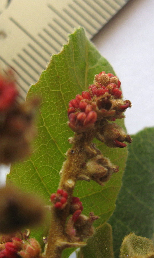 Image of Alectryon tomentosum specimen.