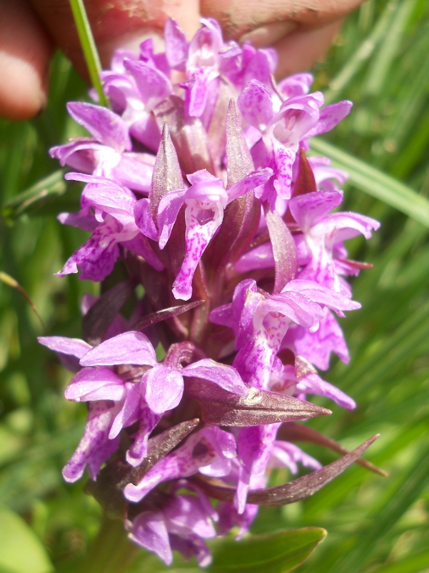 Image of Dactylorhiza osmanica specimen.