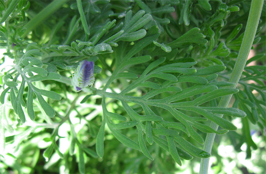 Image of Lavandula multifida specimen.