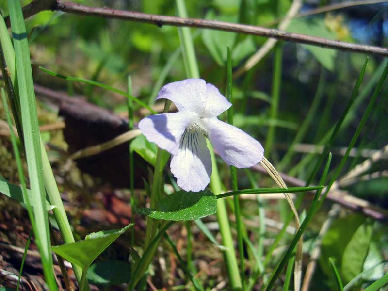 Image of Viola epipsiloides specimen.