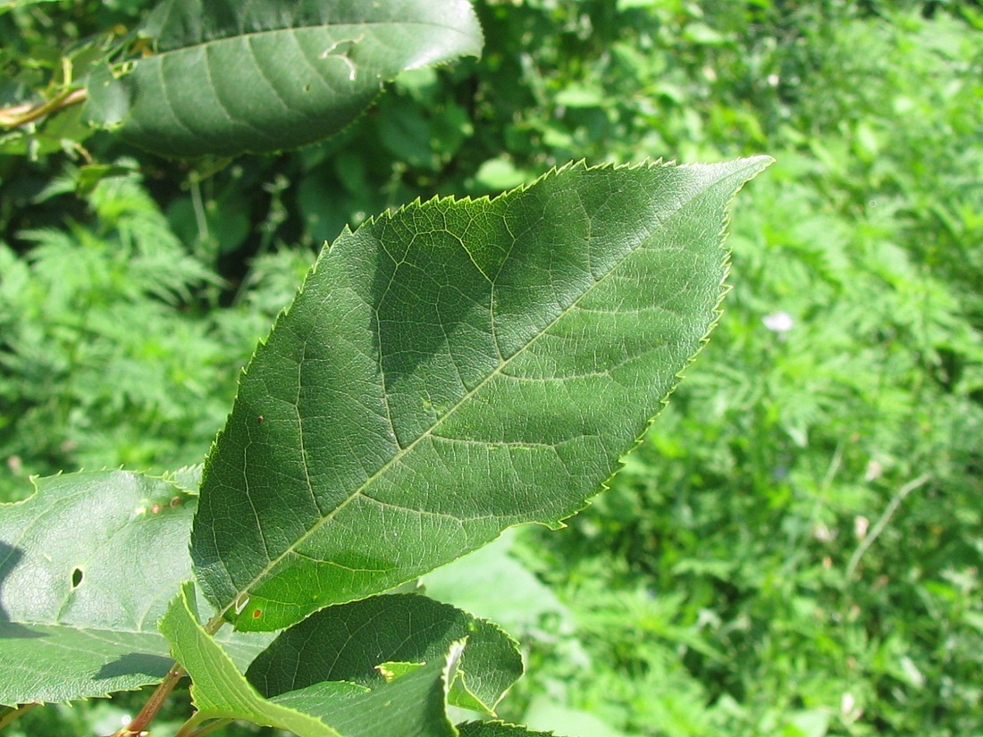 Молодая черемуха фото дерева и листьев