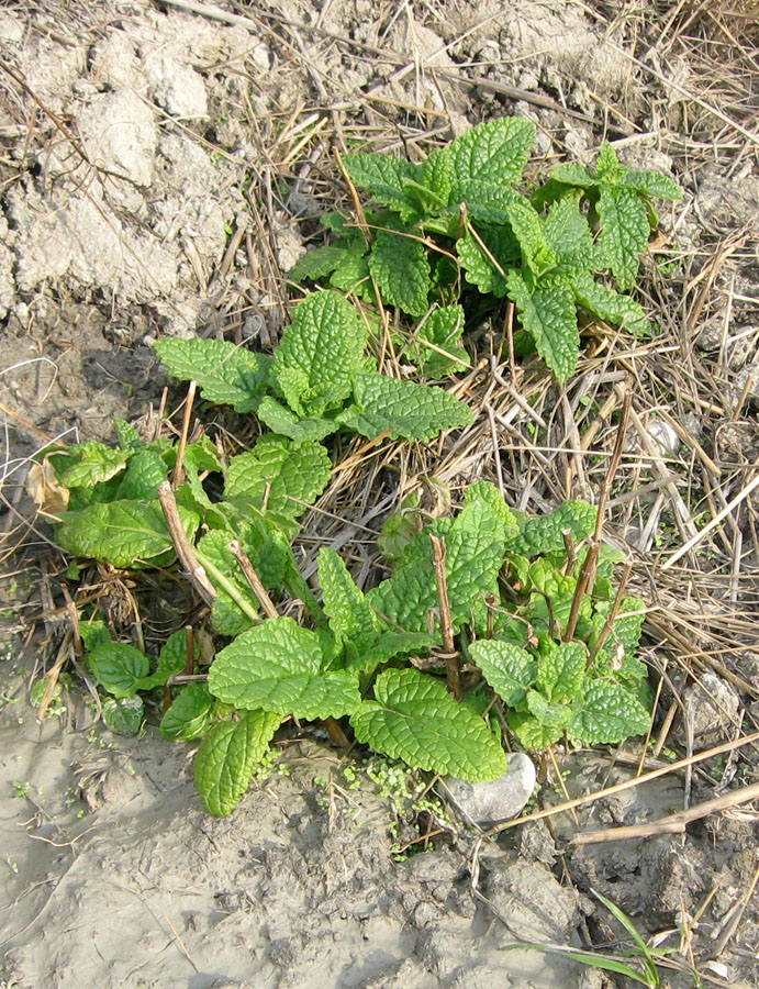 Image of Scrophularia scopolii specimen.