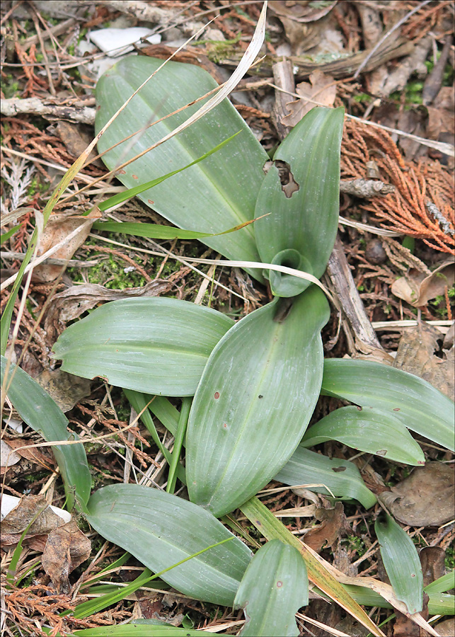 Изображение особи Himantoglossum caprinum.