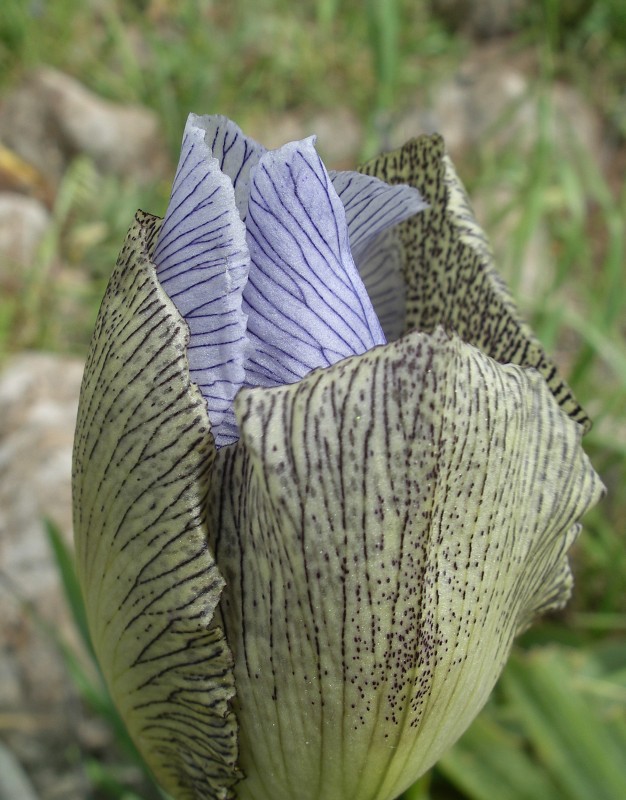 Image of Iris hermona specimen.