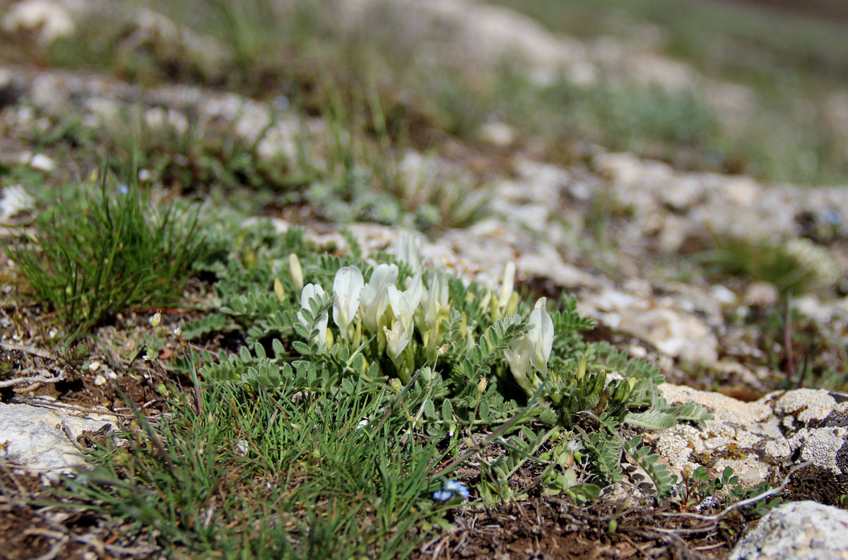 Изображение особи Astragalus rupifragus.