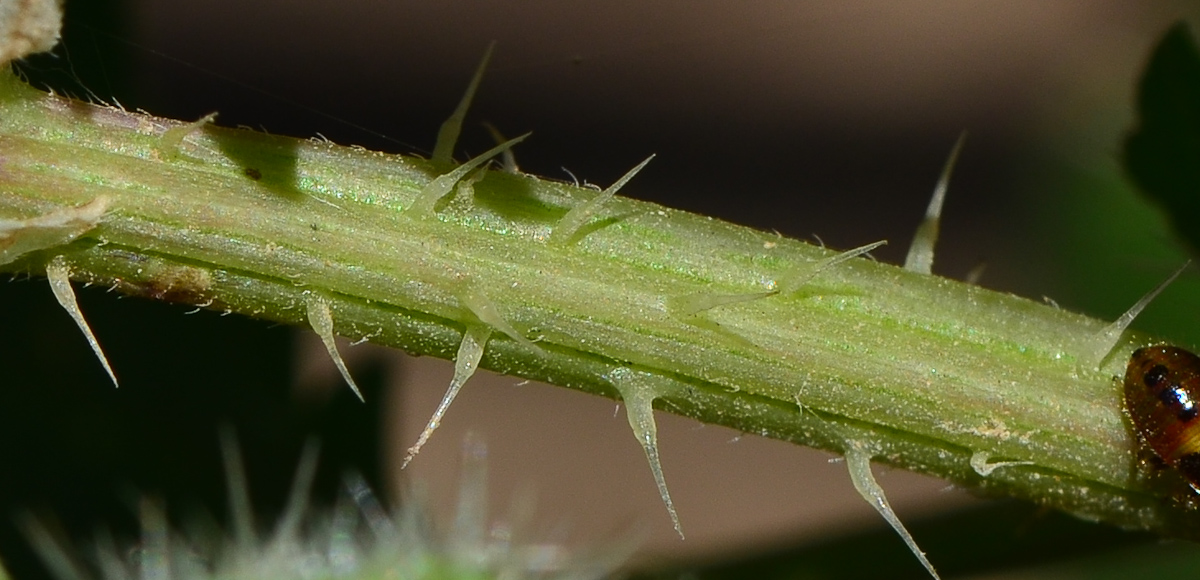 Image of Urtica pilulifera specimen.