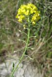 Alyssum trichostachyum. Соцветие с цветками и плодами. На цветоножках (плодоножках) различимы характерные для вида оттопыренные волоски. Крым, Симферополь, Петровские скалы. 20 мая 2009 г.