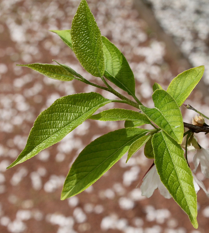 Image of Halesia carolina specimen.