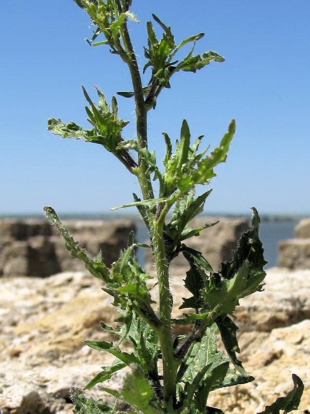 Image of Sisymbrium loeselii specimen.