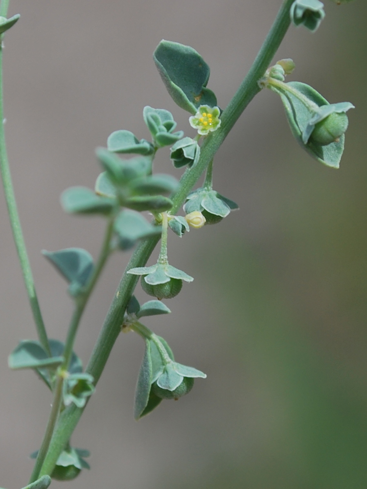 Image of Andrachne rotundifolia specimen.