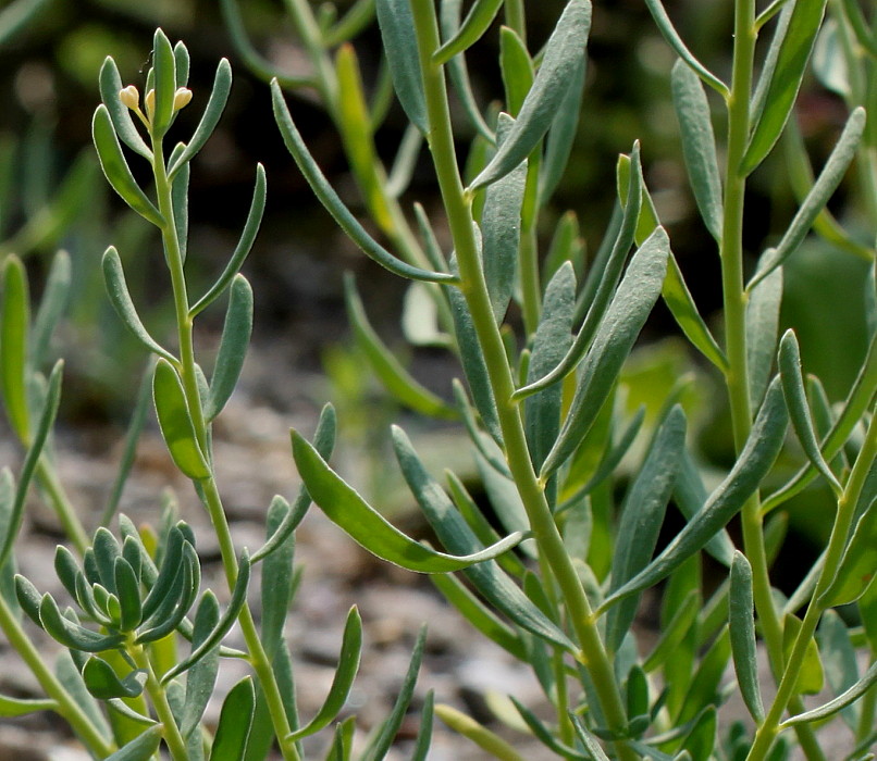 Image of Aethionema grandiflorum specimen.