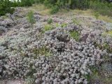 Astragalus arnacanthoides. Куртины вегетирующих растений. Краснодарский край, окр. г. Геленджик, прибрежная гора, каменистый склон. 31.07.2013.