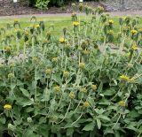 Phlomis fruticosa. Растение в начале цветения. Германия, г. Krefeld, Ботанический сад. 10.06.2013.