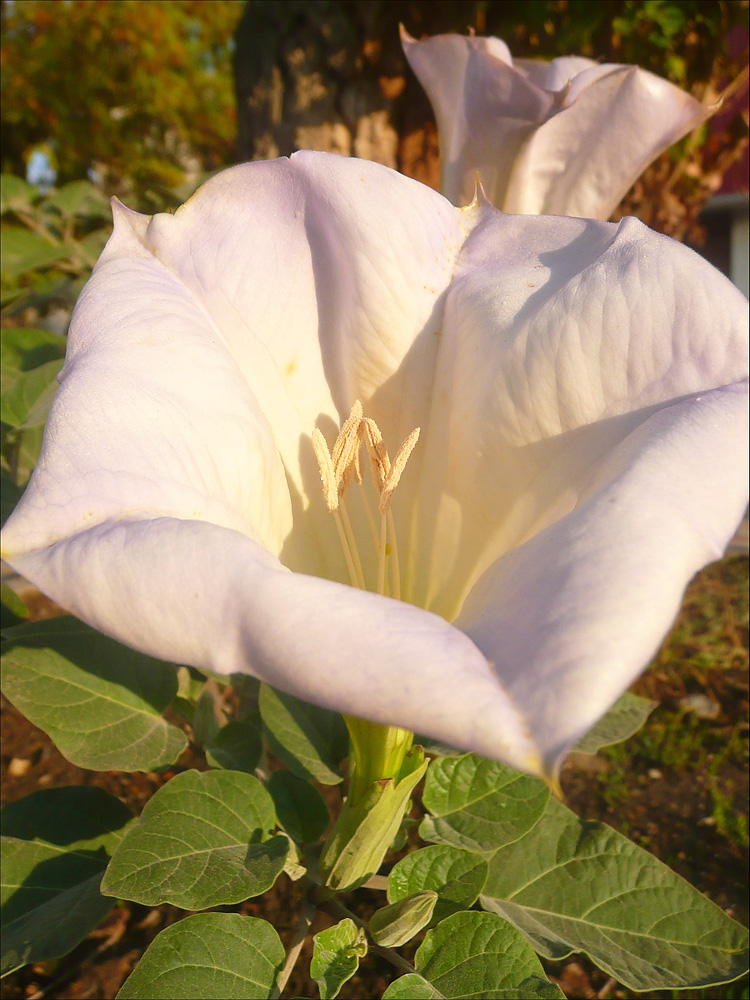 Image of Datura innoxia specimen.