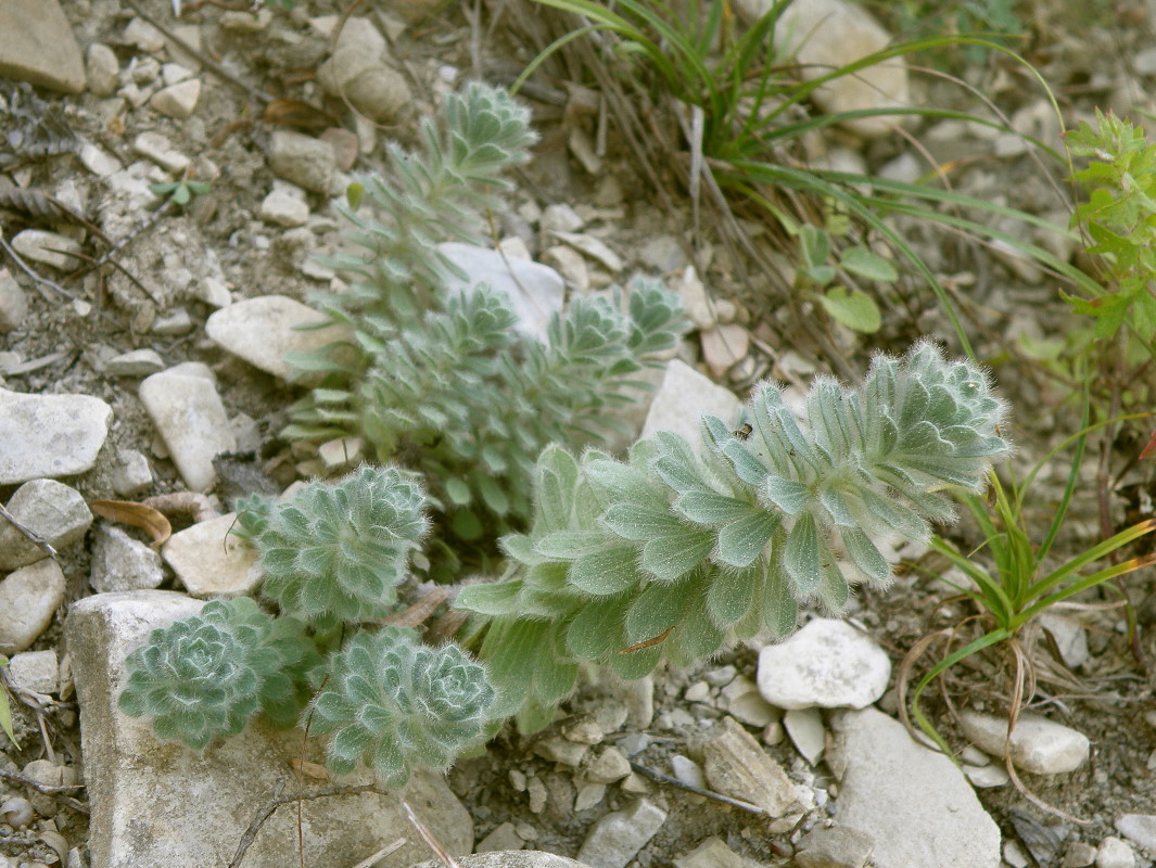 Изображение особи Linum lanuginosum.