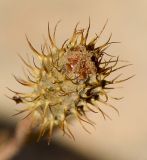 Papaver hybridum