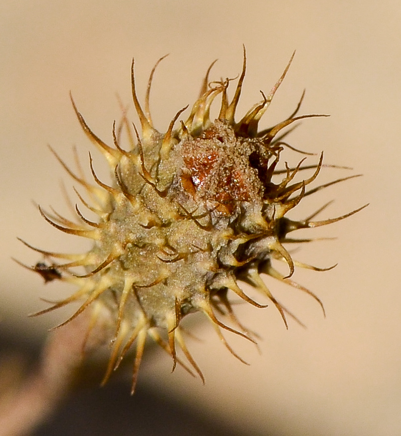 Изображение особи Papaver hybridum.