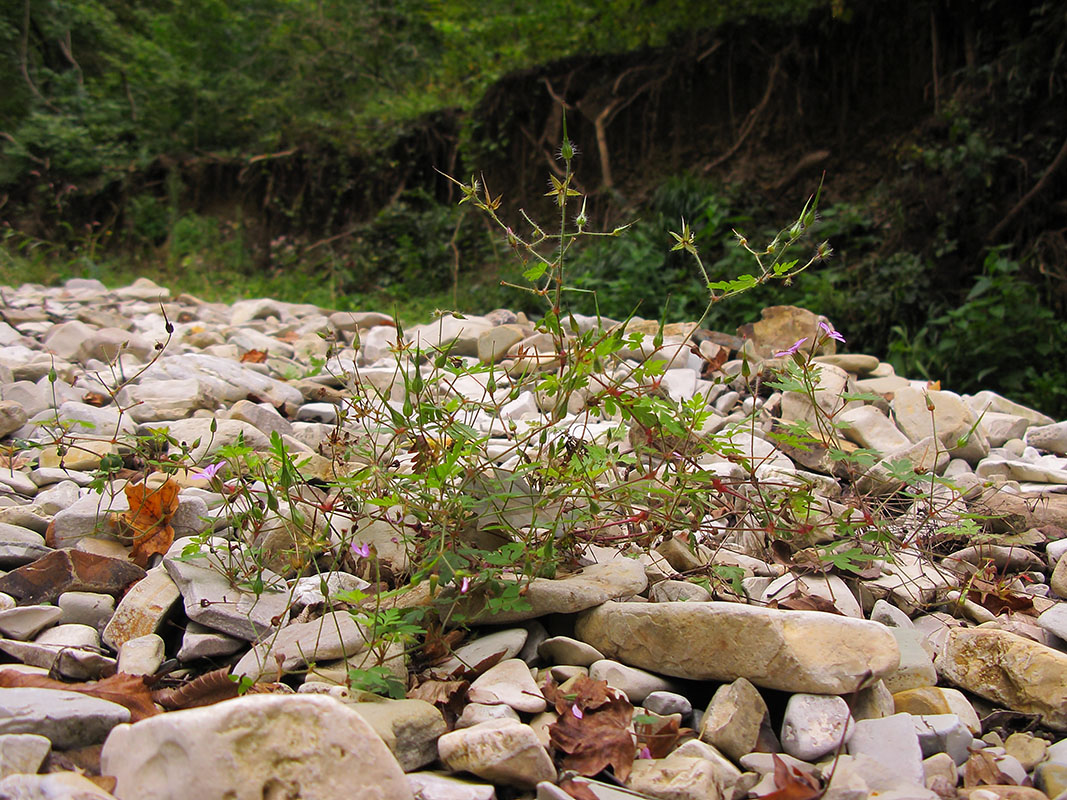 Image of Geranium robertianum specimen.