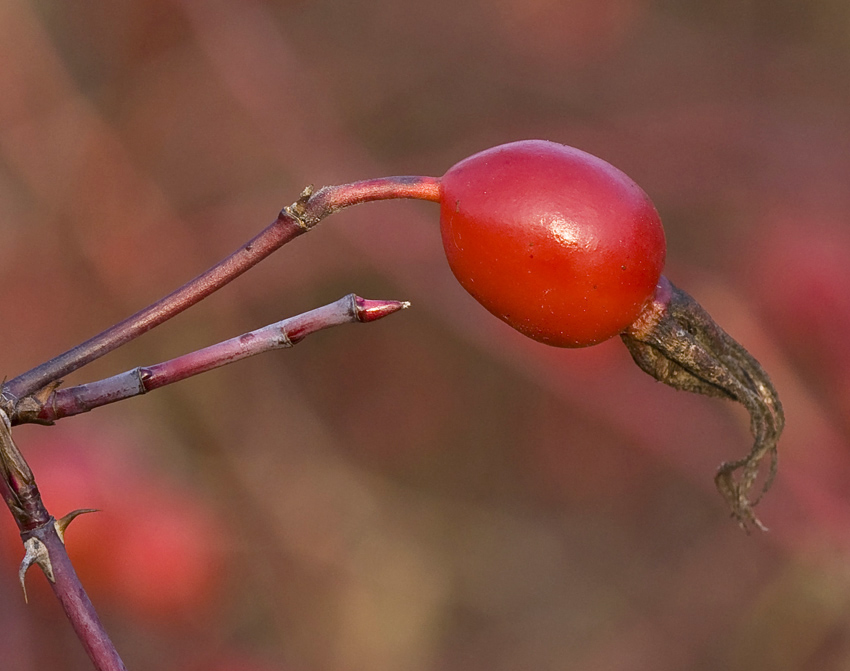 Image of Rosa cinnamomea specimen.