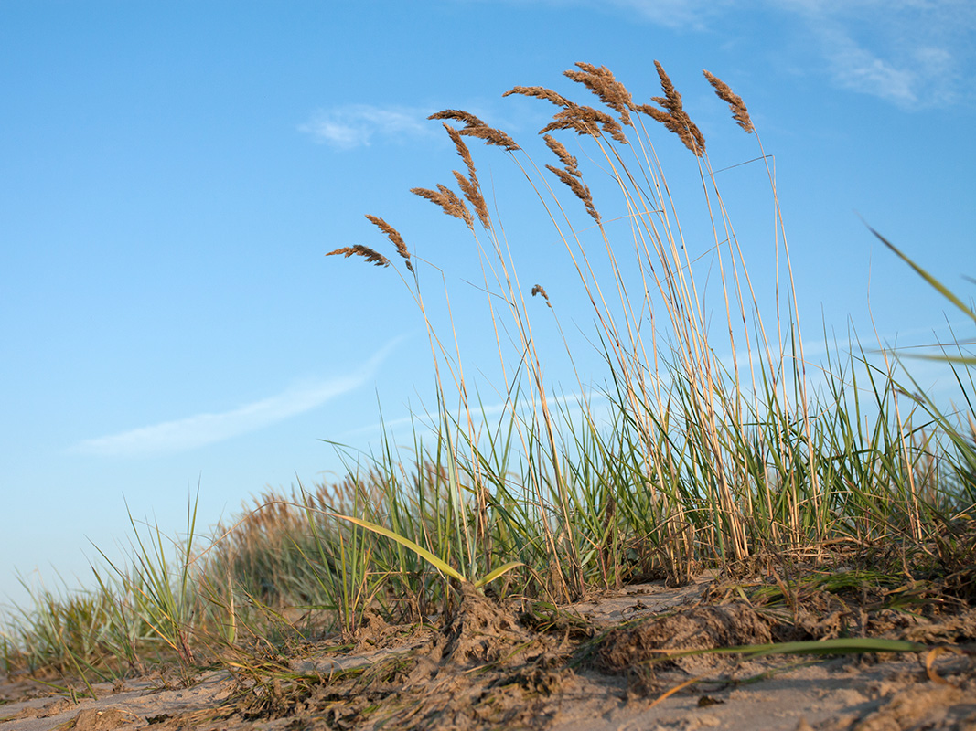 Изображение особи Calamagrostis meinshausenii.