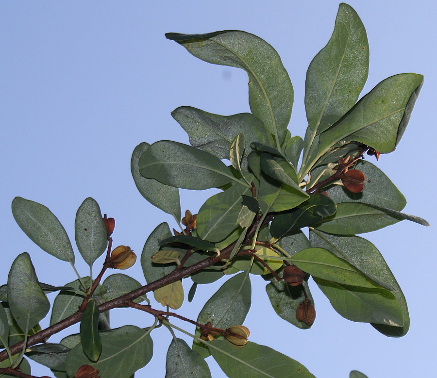 Изображение особи Exochorda racemosa.