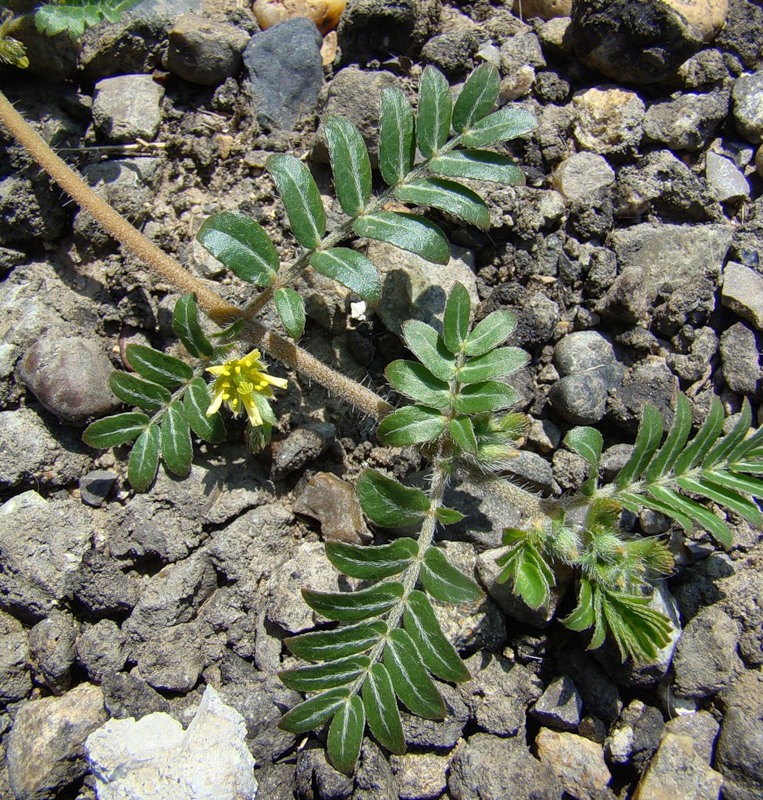 Image of Tribulus terrestris specimen.