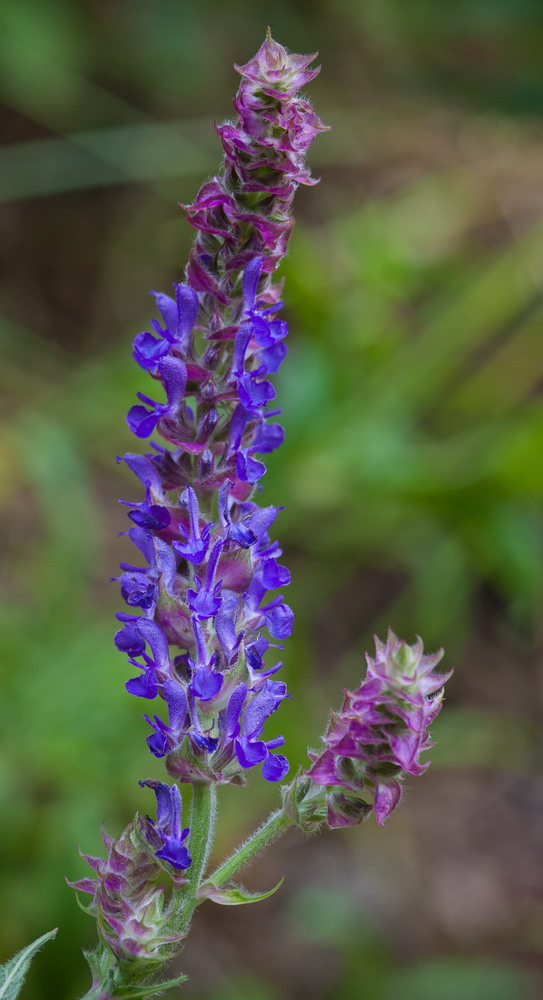 Изображение особи Salvia tesquicola.