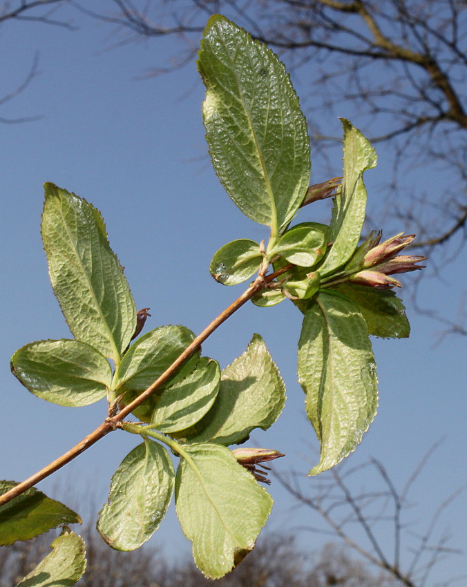 Image of Weigela praecox specimen.