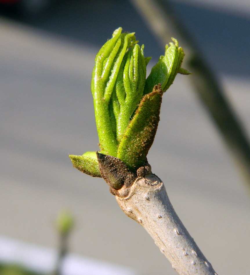 Изображение особи Fraxinus pennsylvanica.