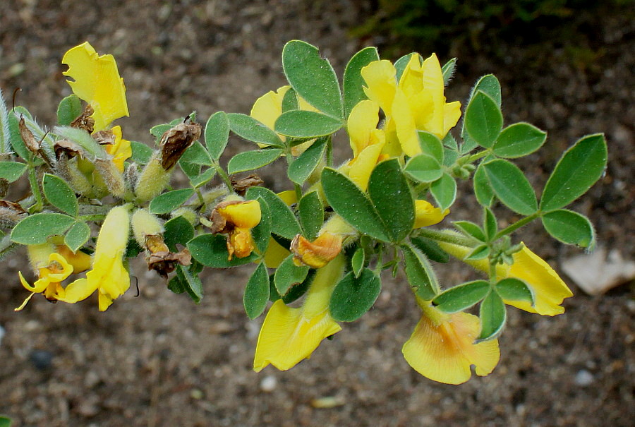 Image of Chamaecytisus ratisbonensis specimen.