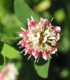 Trifolium hybridum