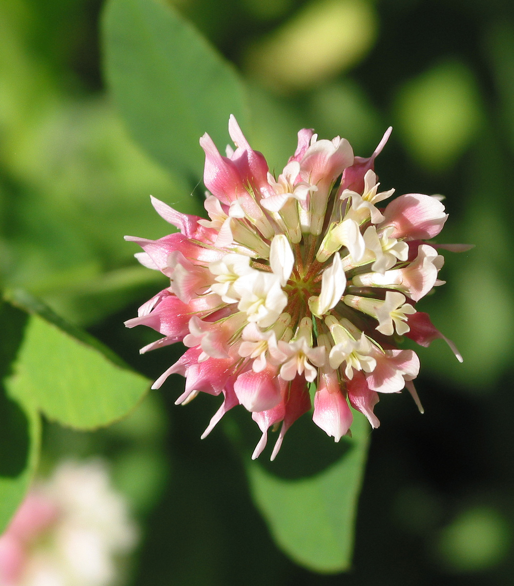 Изображение особи Trifolium hybridum.