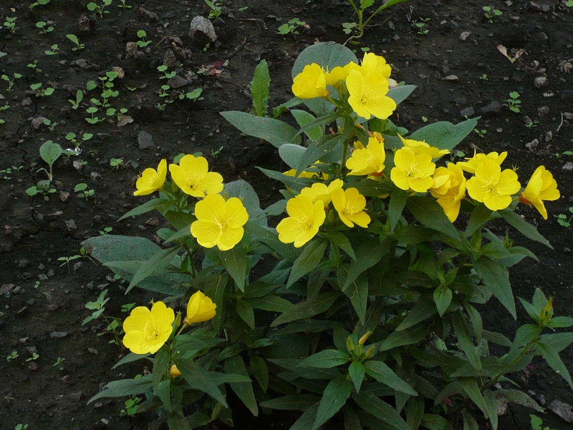 Image of genus Oenothera specimen.