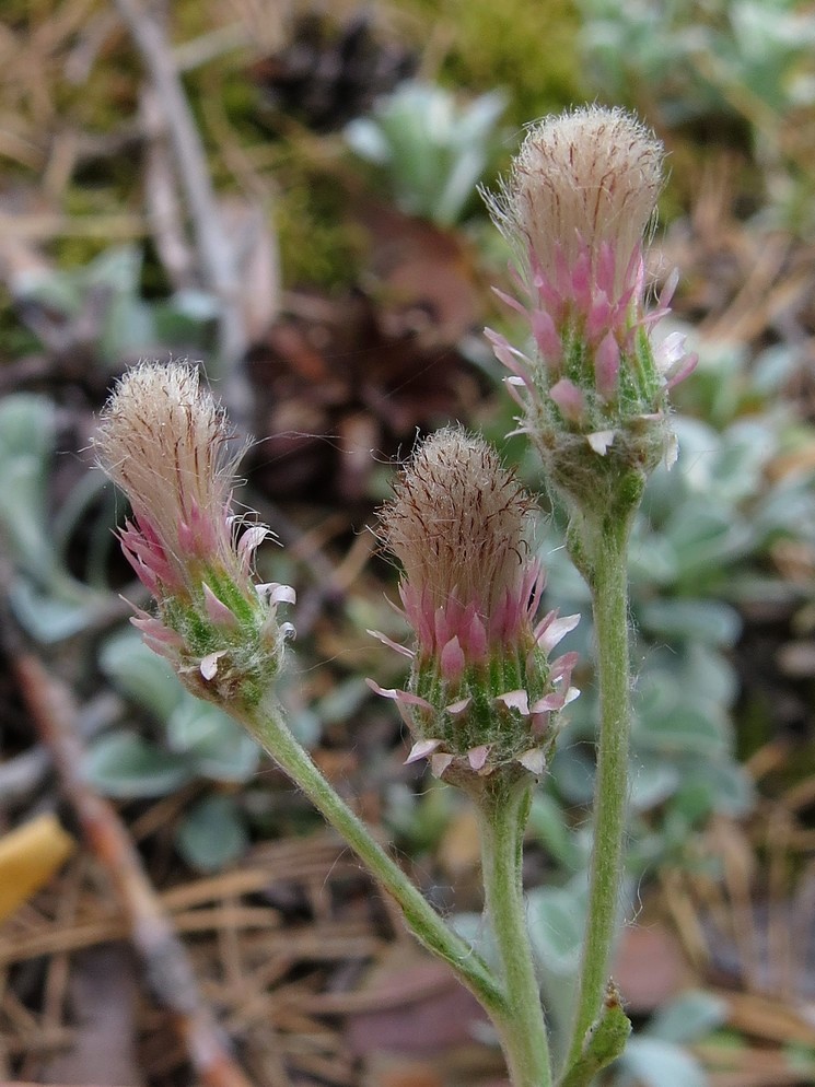 Изображение особи Antennaria dioica.