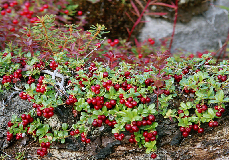 Image of Vaccinium vitis-idaea specimen.