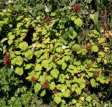 Rubus tricolor. Зацветающее растение с соцветиями в бутонах. Германия, г. Дюссельдорф, Ботанический сад университета. 03.07.2014.