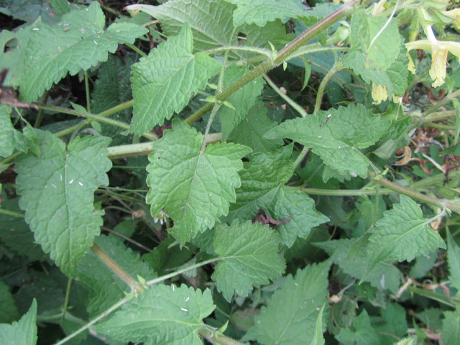 Image of Salvia glutinosa specimen.