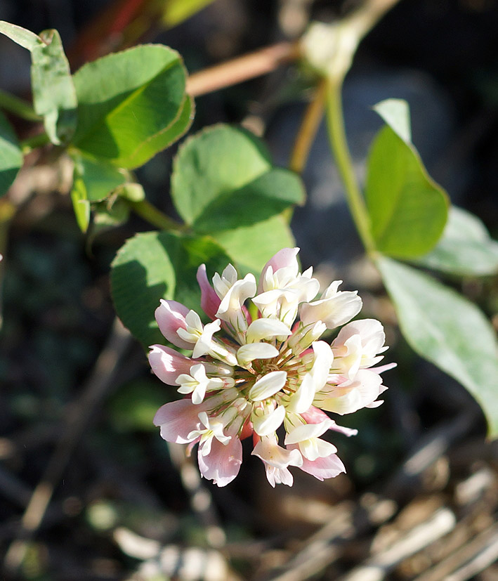 Image of Trifolium hybridum specimen.