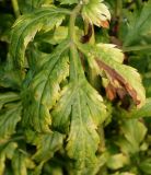 Artemisia lactiflora. Увядающий лист в нижней части растения ('Elfenbein'). Германия, г. Крефельд, Ботанический сад. 06.09.2014.