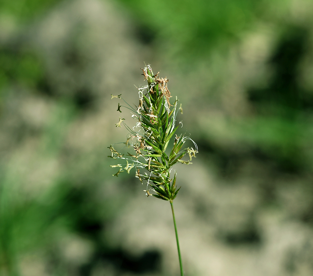 Image of Anthoxanthum odoratum specimen.