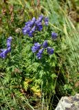 Aconitum cymbulatum. Цветущие растения. Карачаево-Черкесия, гора Мусса-Ачитара, альпийский луг (выс. около 2700 м н.у.м.). 31.07.2014.