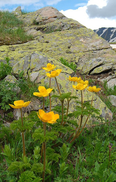 Image of Pulsatilla aurea specimen.