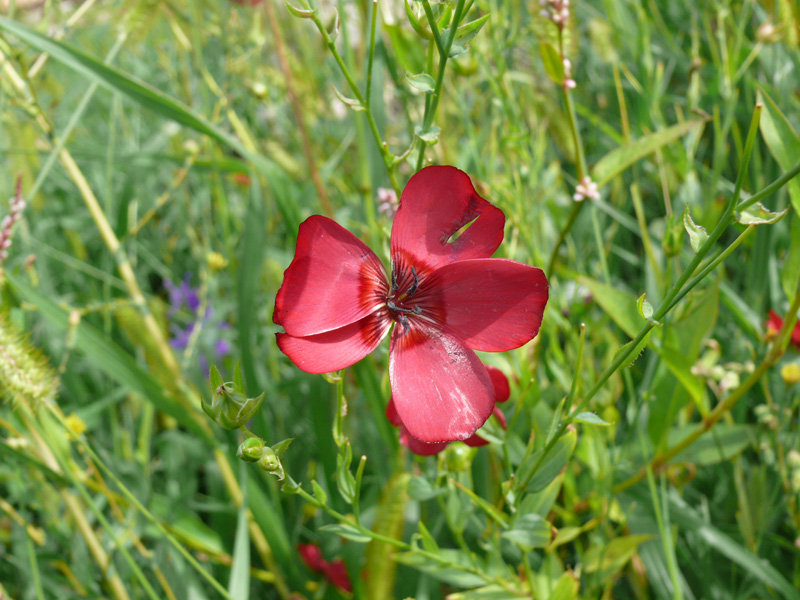 Image of Linum grandiflorum specimen.