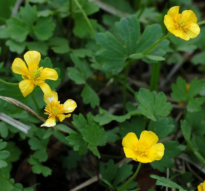 Image of Ranunculus franchetii specimen.