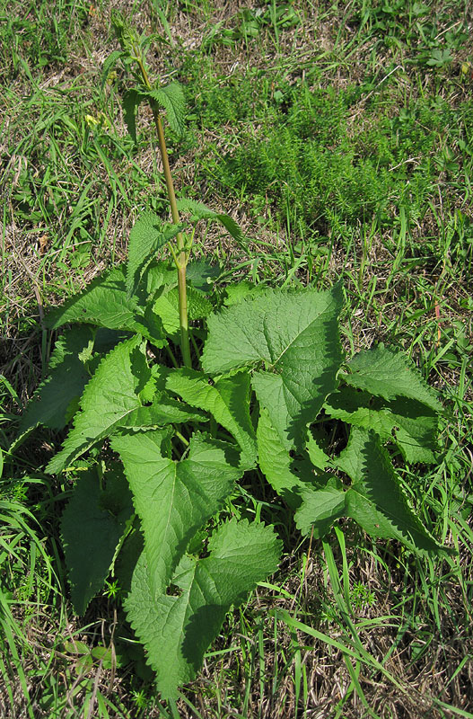 Image of Phlomoides tuberosa specimen.