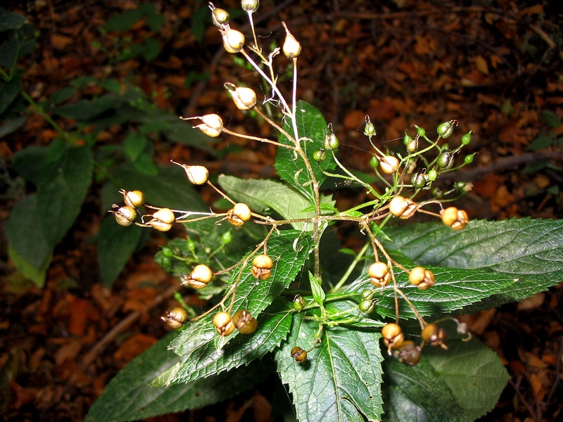 Image of Scrophularia nodosa specimen.